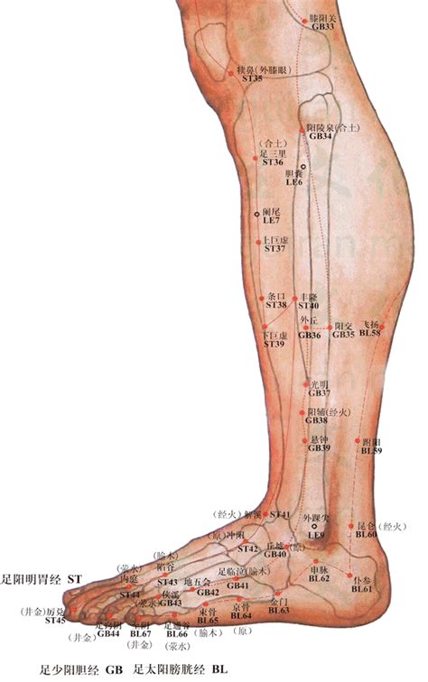 崑崙穴|人體穴位大全——崑崙穴：高血壓、頭痛、腰痛、難產。